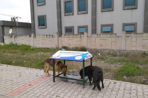 Sokak hayvanları unutulmadı