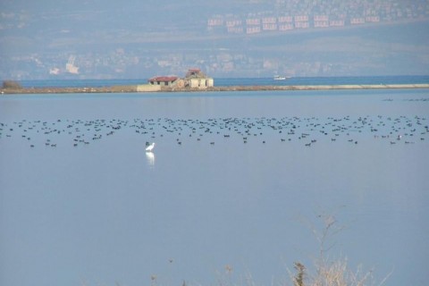 Hersek Lagünü’nde av yasağı