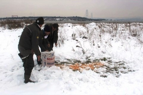 Hersek Gölü’nde yemleme yapıldı