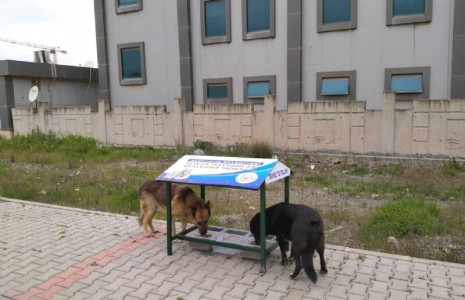 Sokak hayvanları unutulmadı