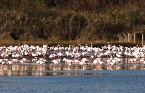 Flamingo sayısında rekor artış
