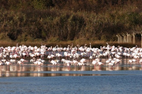 Flamingo sayısında rekor artış