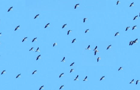 Kuş türü sayısı 229’a yükselen Hersek Lagünde görse şölen