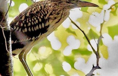 Hersek Lagünü’nde kuş türü 230’e çıktı