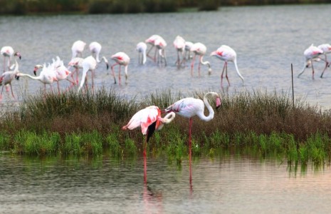 Flamingolar, Hersek Lagününden vazgeçmiyor