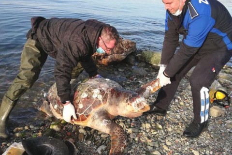 Sahile vuran caretta kurtarılamadı