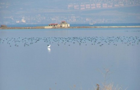 Hersek Lagünü’nde av yasağı