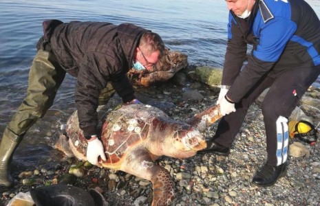 Sahile vuran caretta kurtarılamadı