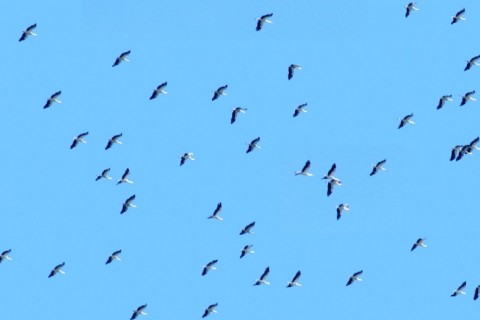 Kuş türü sayısı 229’a yükselen Hersek Lagünde görse şölen